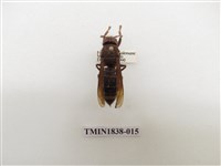 藏品(威氏虎頭蜂)的圖片